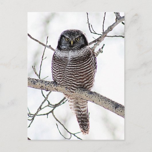 Northern Hawk Owl Postkarte (Vorderseite)