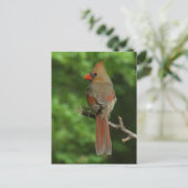 Northern Kardinal Bird Postcard Postkarte (Stehend Vorderseite)