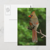 Northern Kardinal Bird Postcard Postkarte (Vorne/Hinten)