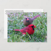 Northern Kardinal Couple Postcard Postkarte (Vorne/Hinten)