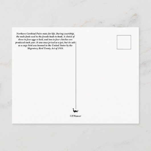 Northern Kardinal Couple Postcard Postkarte (Rückseite)