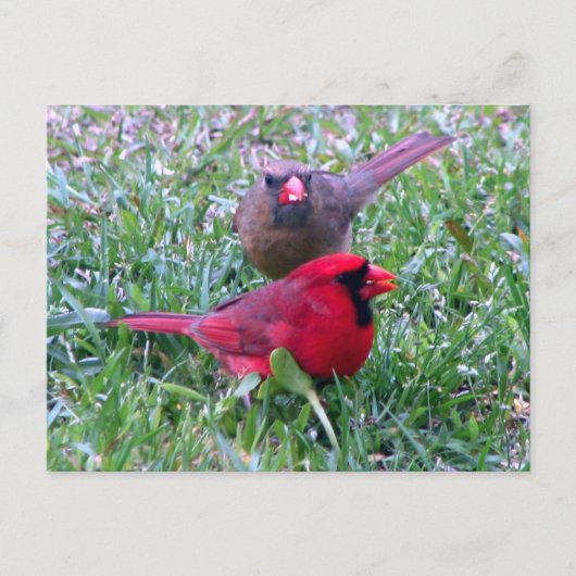 Northern Kardinal Couple Postcard Postkarte (Vorderseite)