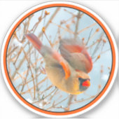 Northern Kardinal Flying - Original Fotografie Aufkleber (Vorderseite)