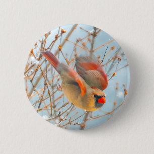 Northern Kardinal Flying - Original Fotografie Button