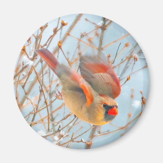 Northern Kardinal Flying - Original Fotografie Magnet (Vorne)