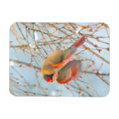 Northern Kardinal Flying - Original Fotografie Magnet (Horizontal)