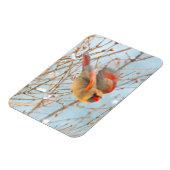Northern Kardinal Flying - Original Fotografie Magnet (Linke Seite)