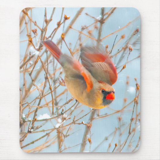 Northern Kardinal Flying - Original Fotografie Mousepad (Vorne)