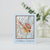 Northern Kardinal Flying - Original Fotografie Postkarte (Stehend Vorderseite)