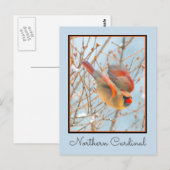 Northern Kardinal Flying - Original Fotografie Postkarte (Vorne/Hinten)