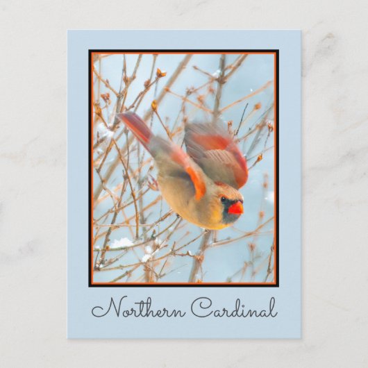 Northern Kardinal Flying - Original Fotografie Postkarte (Vorderseite)
