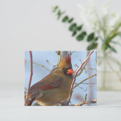 Northern Kardinal Foto Postcard Feiertagspostkarte (Stehend Vorderseite)