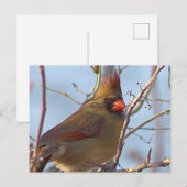 Northern Kardinal Foto Postcard Feiertagspostkarte (Vorne/Hinten)