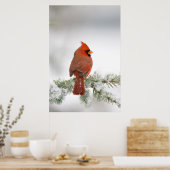 Northern Kardinal männlich on Blue Atlas Cedar Poster (Küche)