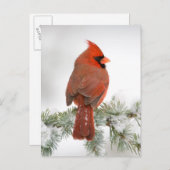 Northern Kardinal männlich on Blue Atlas Cedar Postkarte (Vorne/Hinten)