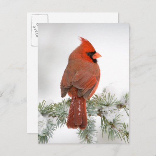 Northern Kardinal männlich on Blue Atlas Cedar Postkarte (Vorne/Hinten)