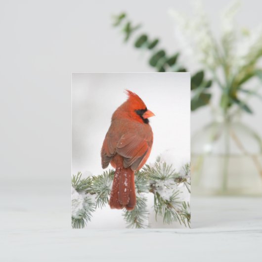 Northern Kardinal männlich on Blue Atlas Cedar Postkarte (Stehend Vorderseite)