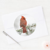 Northern Kardinal männlich on Blue Atlas Cedar Runder Aufkleber (Umschlag)