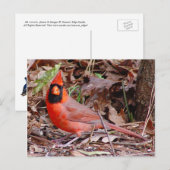Northern Kardinal Postcard Postkarte (Vorne/Hinten)