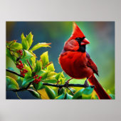 Northern Kardinal Poster (Vorne)