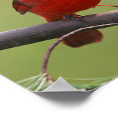 Northern Kardinal Poster (Ecke)