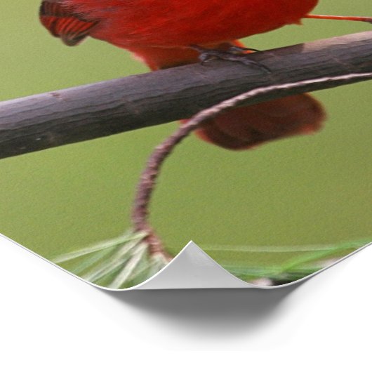 Northern Kardinal Poster (Ecke)