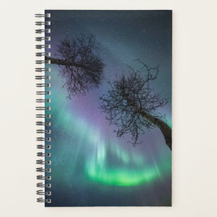Northern Light Trees Planer