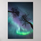 Northern Light Trees Poster (Vorne)