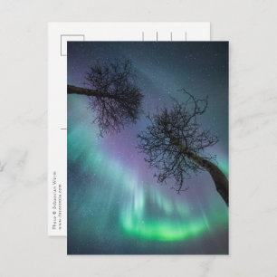 Northern Lights Trees Postkarte