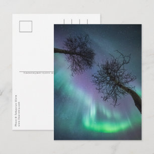 Northern Lights Trees Postkarte