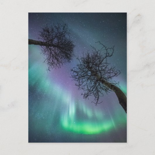 Northern Lights Trees Postkarte (Vorderseite)