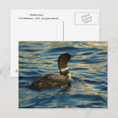 Northern Loon Postkarte (Vorne/Hinten)