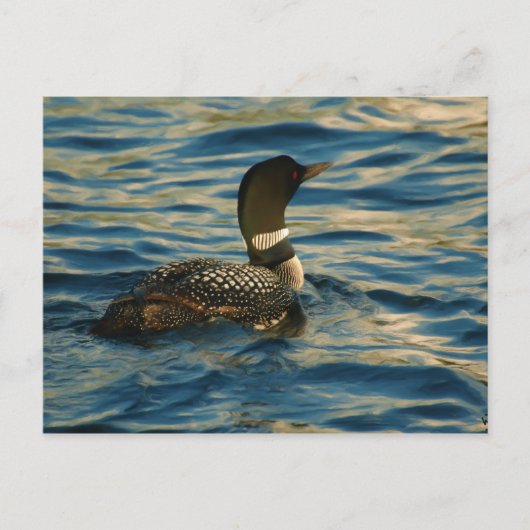 Northern Loon Postkarte (Vorderseite)