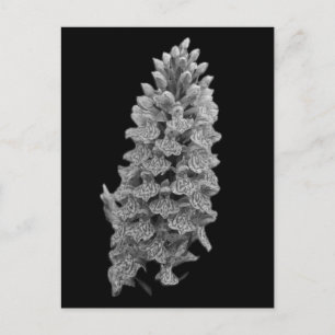 Northern Marsh Orchid Postcard Postkarte