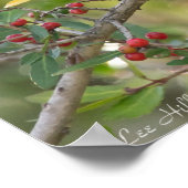 Northern Mockingbird in Red Berry Tree Poster (Ecke)