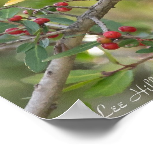 Northern Mockingbird in Red Berry Tree Poster (Ecke)