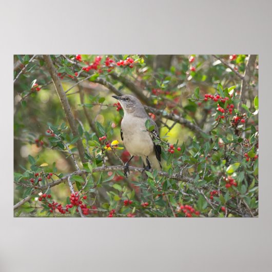 Northern Mockingbird in Red Berry Tree Poster (Vorne)