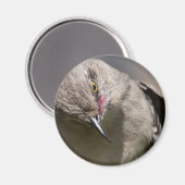 Northern Mockingbird nimmt Bow Apparel & Gifts Magnet (Vorderseite/Rückseite)