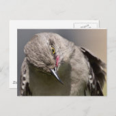 Northern Mockingbird nimmt Bow Apparel & Gifts Postkarte (Vorne/Hinten)