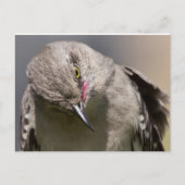 Northern Mockingbird nimmt Bow Apparel & Gifts Postkarte (Vorderseite)