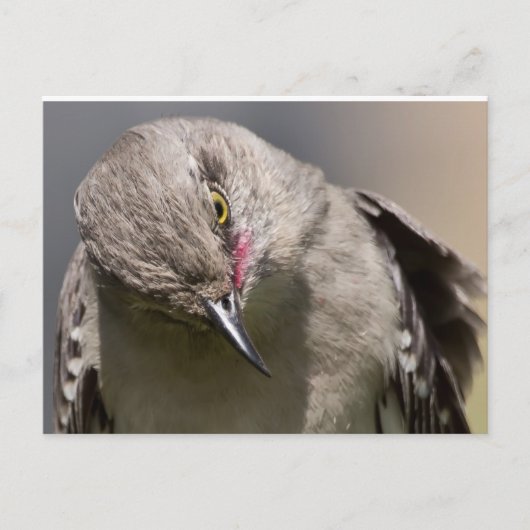 Northern Mockingbird nimmt Bow Apparel & Gifts Postkarte (Vorderseite)