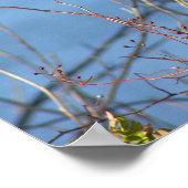 Northern Mockingbird Poster (Ecke)