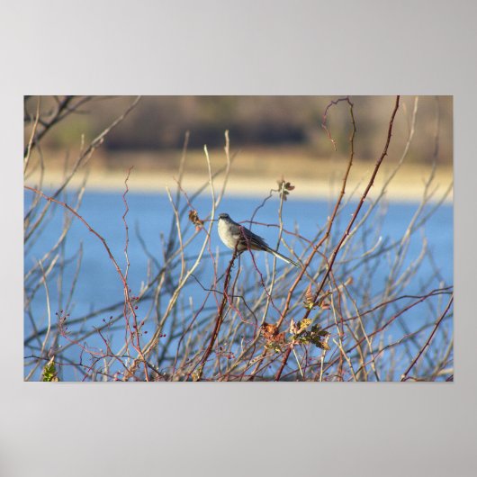 Northern Mockingbird Poster (Vorne)
