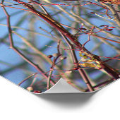 Northern Mockingbird Poster (Ecke)