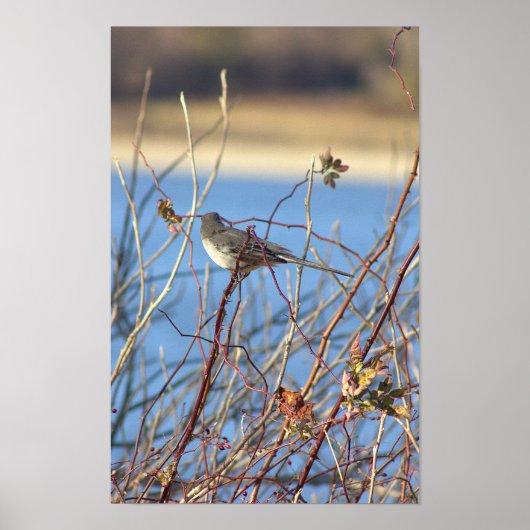 Northern Mockingbird Poster (Vorne)