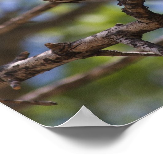 Northern Mockingbird Singposter Poster (Ecke)