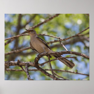 Northern Mockingbird Singposter Poster