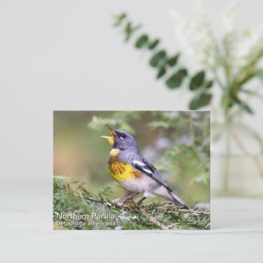 Northern Parula Postkarte (Stehend Vorderseite)