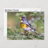 Northern Parula Postkarte (Vorne/Hinten)