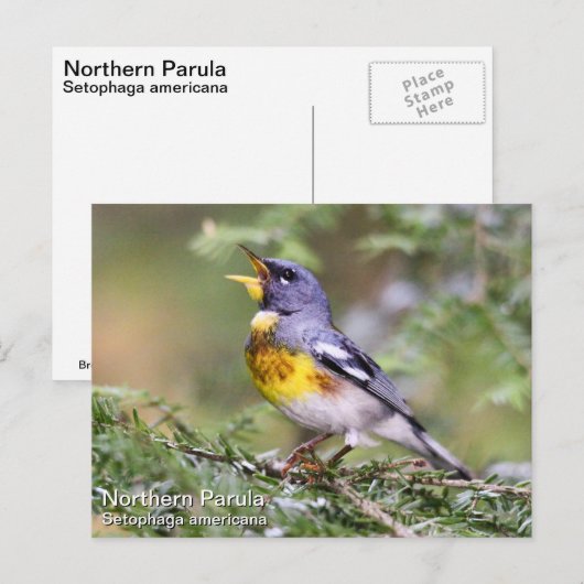 Northern Parula Postkarte (Vorne/Hinten)